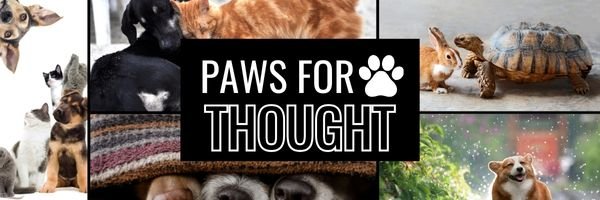 Thoughtful Thursday: Paws for Thought - Inspiration Co.