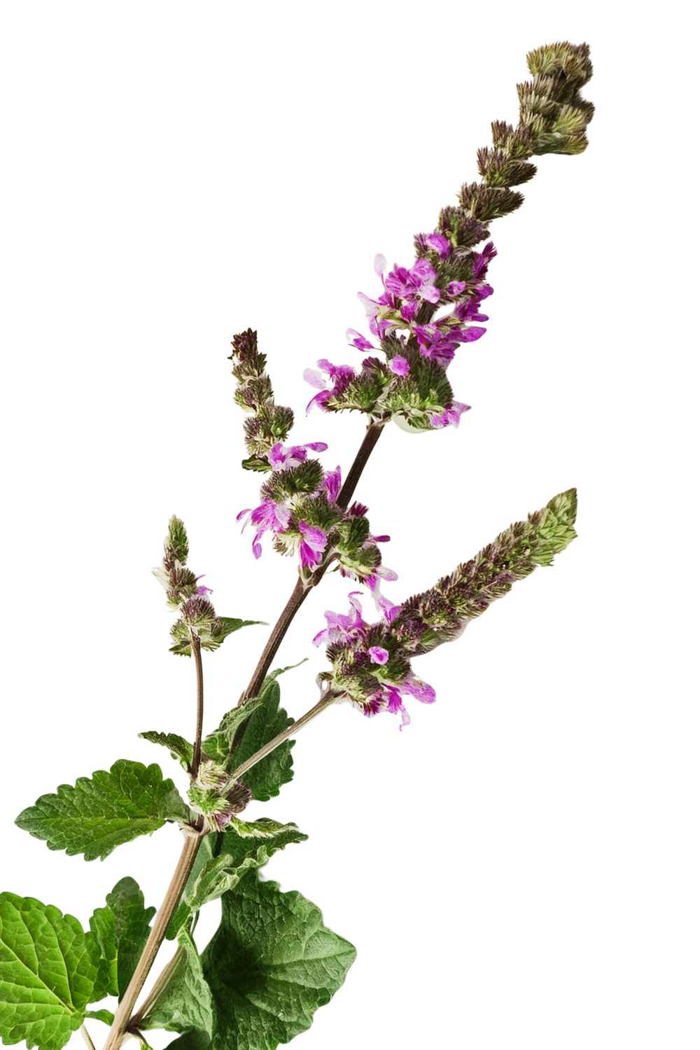 <h2>OIL & STONE ELIXIRS</h2>